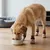 KPYTE Rutschfeste und verstellbare Hundesocken KPYTE Rutschfeste und verstellbare Hundesocken