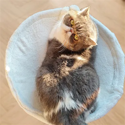 IntiMeg Lit de bureau pour chat en hamac réglable