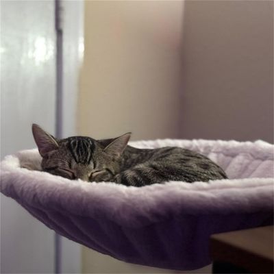 IntiMeg Lit de bureau pour chat en hamac réglable