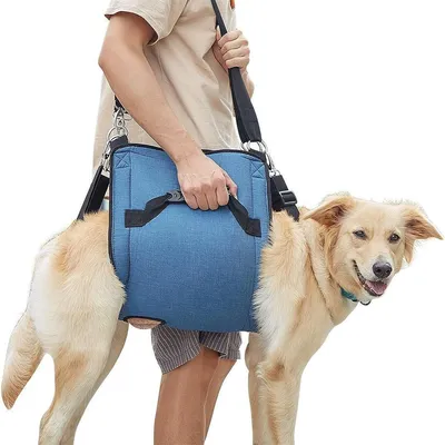 IntiMeg Hundestütze für Hunde mit Arthritis