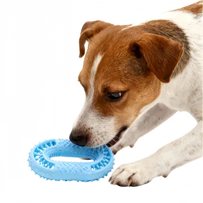 FurryFusion Jouet de dentition pour chien en forme de O