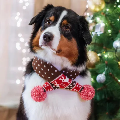 KPYTE Gestrickter Weihnachtsschal für Hunde
