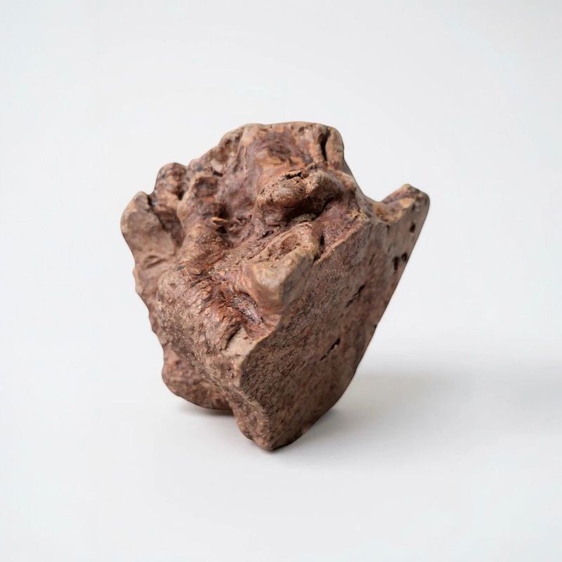 France Croquettes - Racine de Bruyère