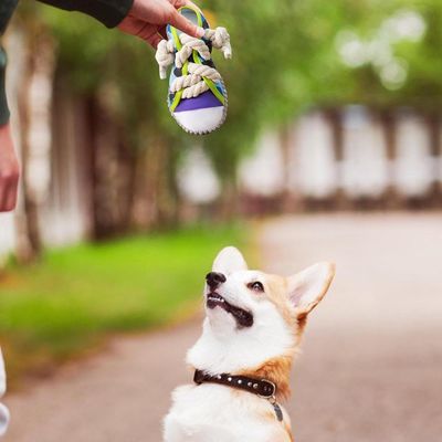 ZENITHMIND Jouet à mâcher pour Chien Baskets