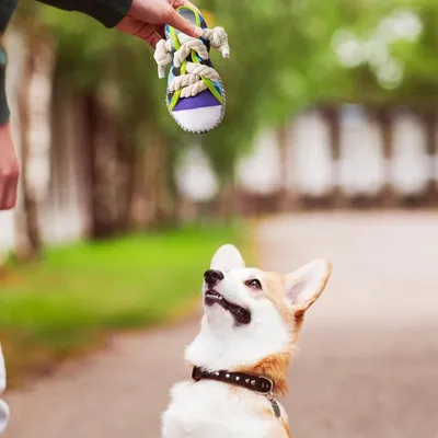 ZENITHMIND Jouet à mâcher pour Chien Baskets