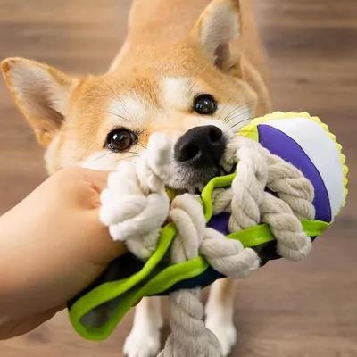 ZENITHMIND Jouet à mâcher pour Chien Baskets