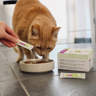 DECHRA - Porus One 500 mg Katze