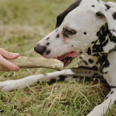 Wildfang — Bâtons à mâcher en bois de café à l'huile de saumon