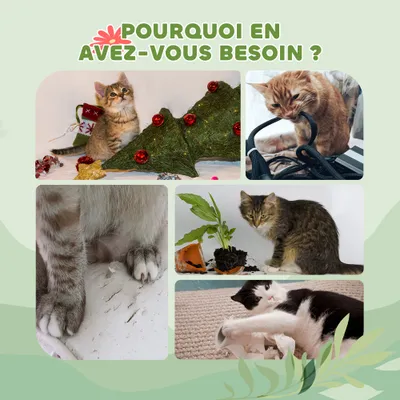 Arbre à chat du sol au plafond