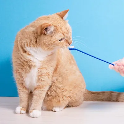 Brosse à Dent pour Chien et Chat, Anti Plaque Dentaire