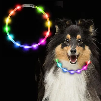 Collier pour chien à fibre optique LED, anti-collision nocturne