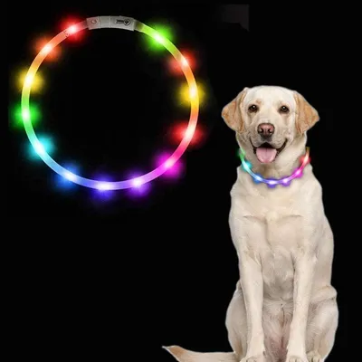 Collier pour chien à fibre optique LED, anti-collision nocturne