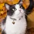 Collier de sécurité pour chat avec clochette