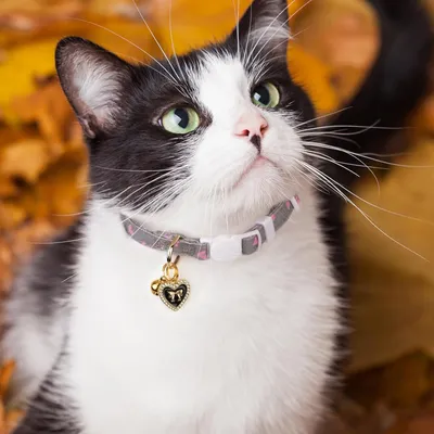 Collier de sécurité pour chat avec clochette