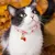 Collier de sécurité pour chat avec clochette