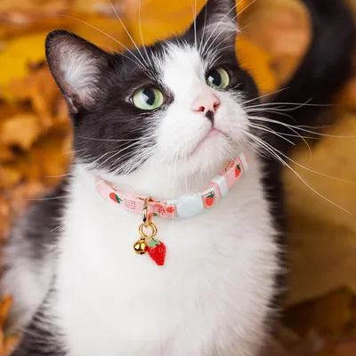 Collier de sécurité pour chat avec clochette