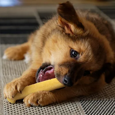Wildfang Fromage à mâcher - bâton à mâcher au fromage à pâte dure