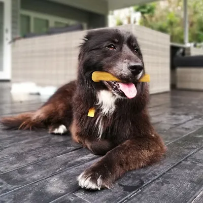 Wildfang Fromage à mâcher - bâton à mâcher au fromage à pâte dure