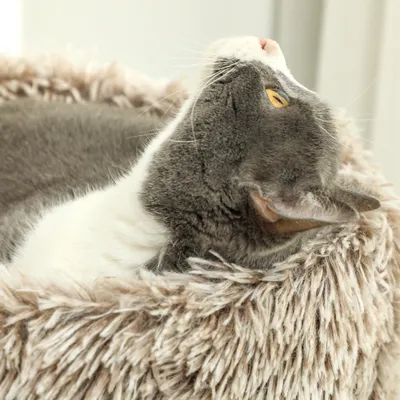 Chat grimpant aux arbres