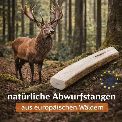 Wildfang Rothirsch Kaugeweih - halbe Kaustange Wildfang Rothirsch Kaugeweih - halbe Kaustange