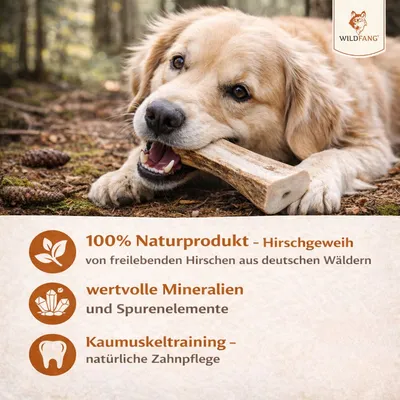 Wildfang Bois de cerf demi-baguette pour chien, 3 pièces Wildfang Bois de cerf demi-baguette pour chien, 3 pièces