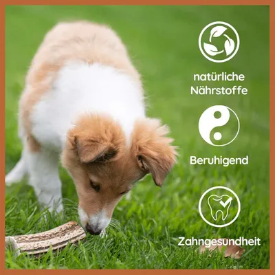 Wildfang — Demi-bois de cerf à mâcher, 100 % naturel