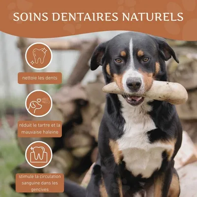 Corne de bœuf Wildfang pour chien