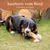 Corne de bœuf Wildfang pour chien Corne de bœuf Wildfang pour chien