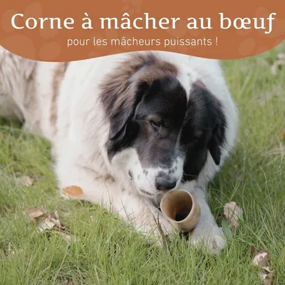 Corne de bœuf Wildfang pour chien