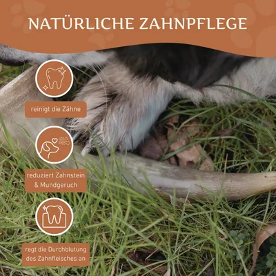 Corne de bœuf Wildfang pour chien