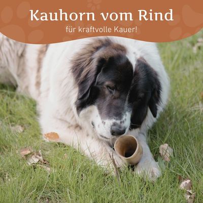 Wildfang Kauhorn vom Rind
