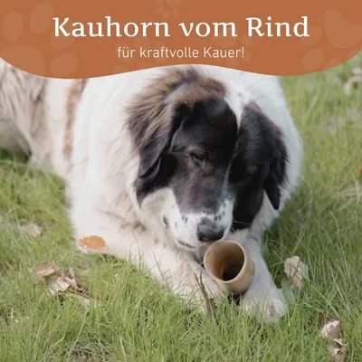Wildfang Kauhorn vom Rind