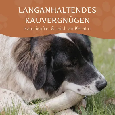 Corne de bœuf Wildfang pour chien