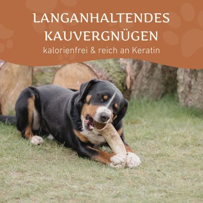 Wildfang Kauhorn vom Rind