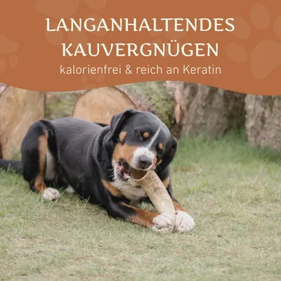 Wildfang Kauhorn vom Rind Wildfang Kauhorn vom Rind