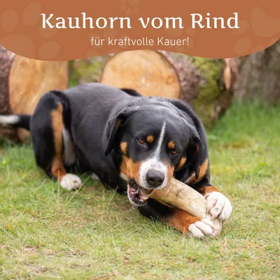 Wildfang Kauhorn vom Rind Wildfang Kauhorn vom Rind