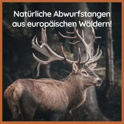 Demi-bois de cerf à mâcher Wildfang - Lot de 3 Demi-bois de cerf à mâcher Wildfang - Lot de 3