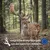 Wildfang Kaustange vom Damhirsch Wildfang Kaustange vom Damhirsch