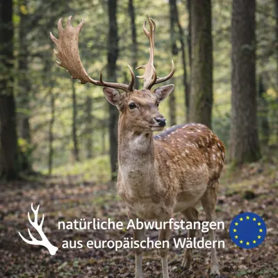 Wildfang Kaustange vom Damhirsch Wildfang Kaustange vom Damhirsch