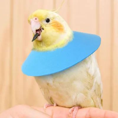 Collier de protection pour oiseaux