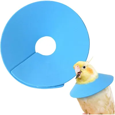 Collier de protection pour oiseaux