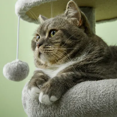 Arbre à chat hauteur centre d'activités multi-niveaux colonnes