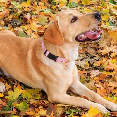Collier pour chien à motif de fruits (fraise)