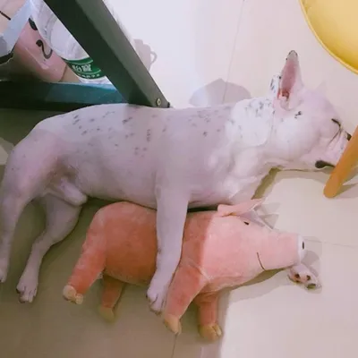 Peluche Cochon Jouet pour chien