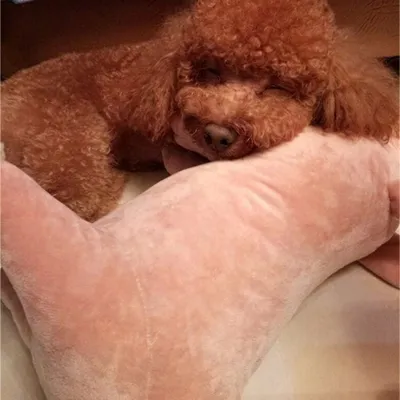 Peluche Cochon Jouet pour chien