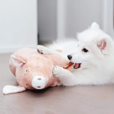 Peluche Cochon Jouet pour chien