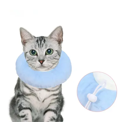 Collier de protection ajustable pour chat