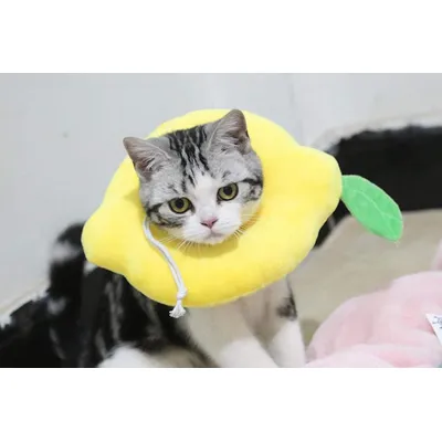 Collier pour chat à motif citron
