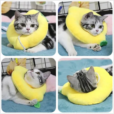 Collier pour chat à motif citron