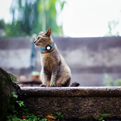 Collier pour chat avec clochette pour AirTag